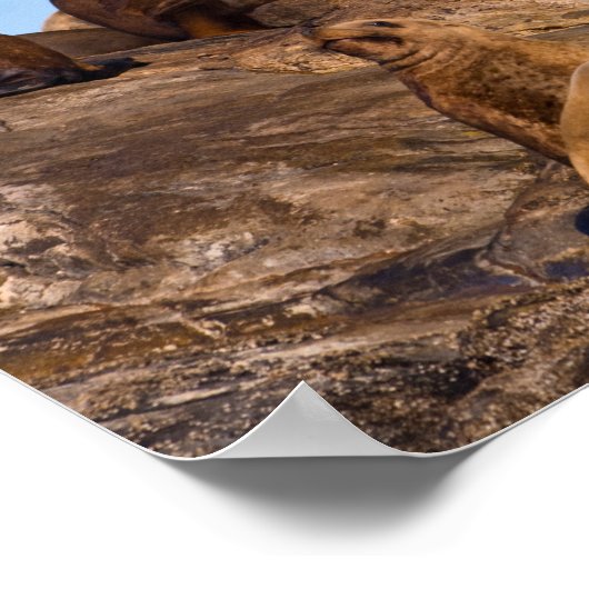 Sea Löwe Poster (Ecke)