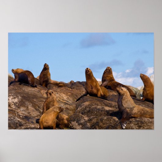 Sea Löwe Poster (Vorne)