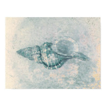 Sea Muschel Aquamarin Beige Vintag Ocean Beach Tex