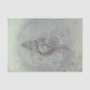 Sea Muschel Grau Vintag Ocean Beach Textur Seidenpapier