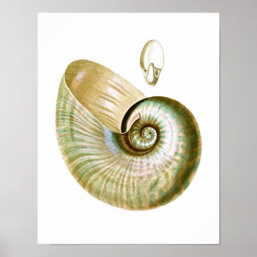 Sea Muschel Nr.11 Stranddekoration Art Print Poster (Vorne)