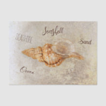 Sea Muschel Vintag Antik Ocean Beach Ephemere