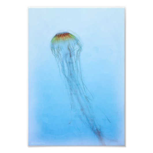 Sea Nettle Fotodruck (Vorne)