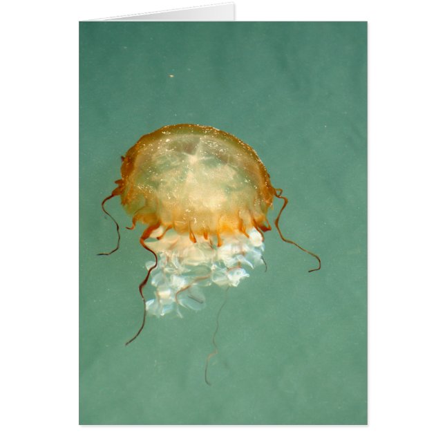 Sea Nettle Jellyfish Kunstkarte (Vorne)