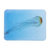 Sea Nettle Magnet (Horizontal)