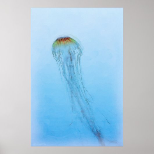 Sea Nettle Poster (Vorne)