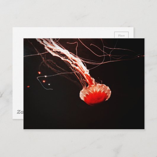 Sea Nettle Postkarte (Vorne/Hinten)