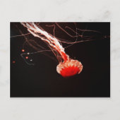 Sea Nettle Postkarte (Vorderseite)