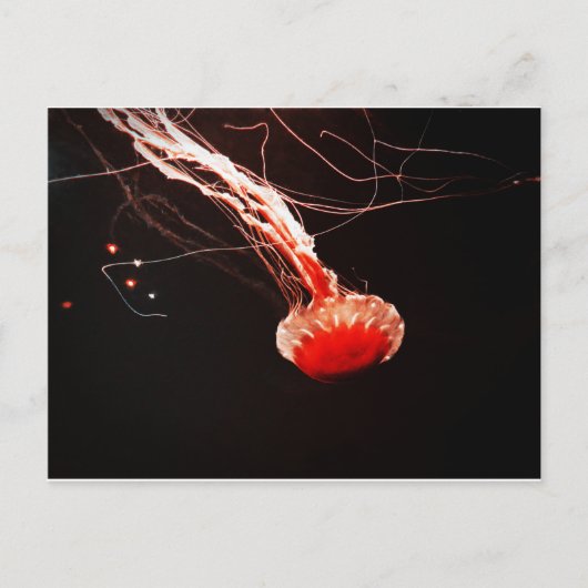 Sea Nettle Postkarte (Vorderseite)