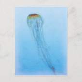 Sea Nettle Postkarte (Vorderseite)