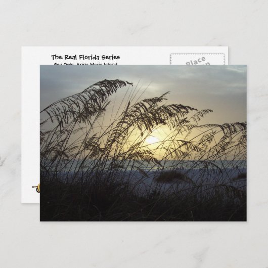 Sea Oats, Anna Marie Island Postkarte (Vorne/Hinten)