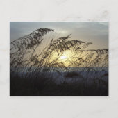 Sea Oats, Anna Marie Island Postkarte (Vorderseite)