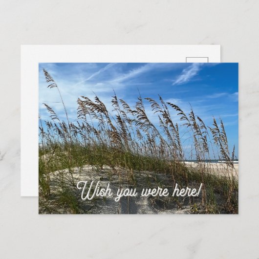 "Sea Oats" Postkarte (Vorne/Hinten)