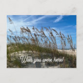 "Sea Oats" Postkarte (Vorderseite)