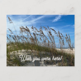 "Sea Oats" Postkarte