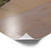 Sea Oats Uniola paniculata), der auf Sand wächst Fotodruck (Ecke)