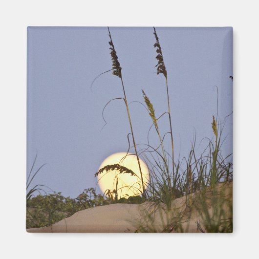 Sea Oats Uniola paniculata), der auf Sand wächst Magnet (Vorne)
