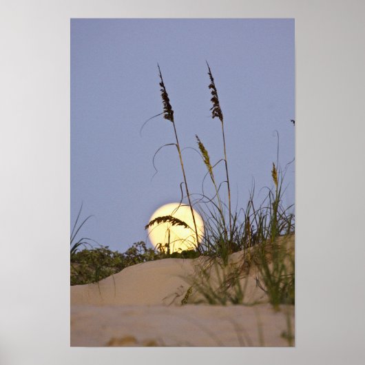 Sea Oats Uniola paniculata), der auf Sand wächst Poster (Vorne)