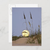 Sea Oats Uniola paniculata), der auf Sand wächst Postkarte (Vorne/Hinten)