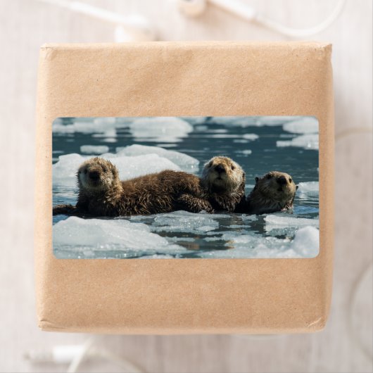 Sea Otter (Insitu)