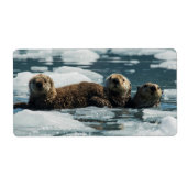 Sea Otter (Vorne)