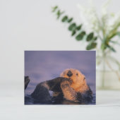 Sea Otter, Enhydra lutris Postkarte (Stehend Vorderseite)