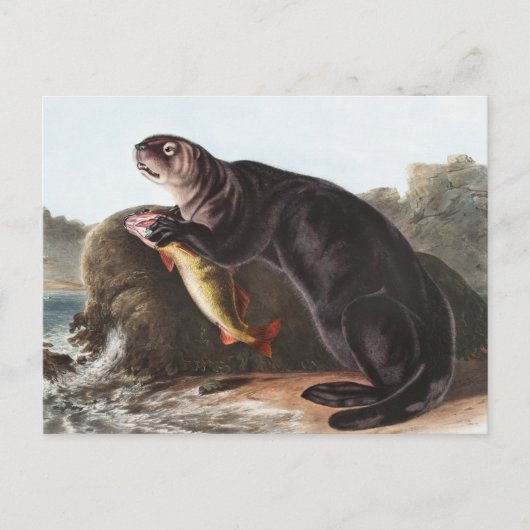 Sea Otter (Enhydra marina) Illustration Postkarte (Vorderseite)