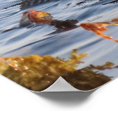 Sea Otter in Kelp umwickelt Poster (Ecke)