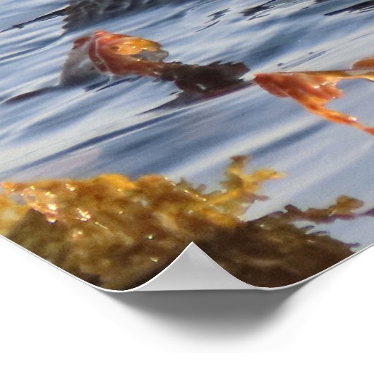 Sea Otter in Kelp umwickelt Poster (Ecke)