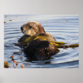 Sea Otter in Kelp umwickelt Poster (Vorne)