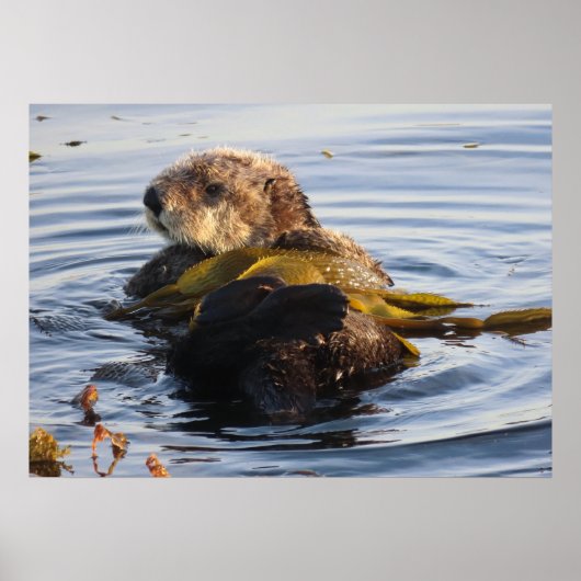 Sea Otter in Kelp umwickelt Poster (Vorne)