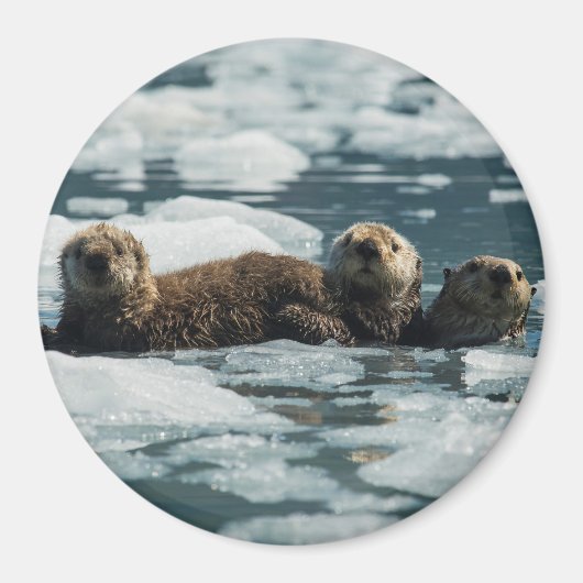 Sea Otter Magnet (Vorne)