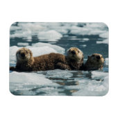 Sea Otter Magnet (Horizontal)