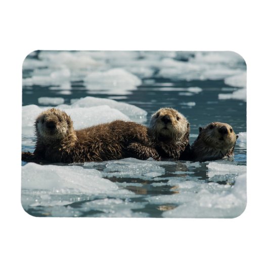 Sea Otter Magnet (Horizontal)