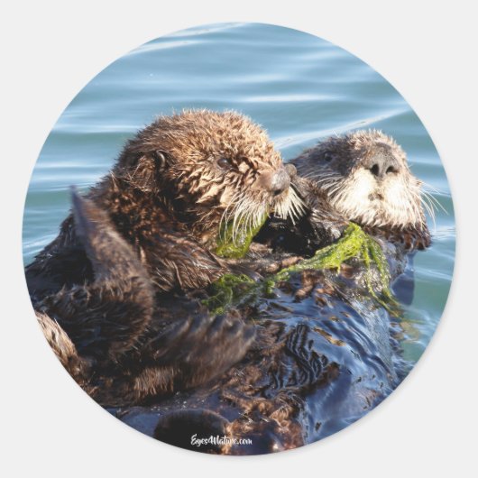 Sea Otter Mutter und Jungtier mit Seetang Runder Aufkleber (Vorderseite)