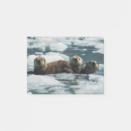 Sea Otter Post-it Klebezettel (Vorderseite)