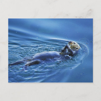 Sea Otter Postcard Postkarte