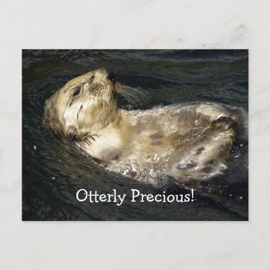 Sea Otter Postcard Postkarte (Vorderseite)