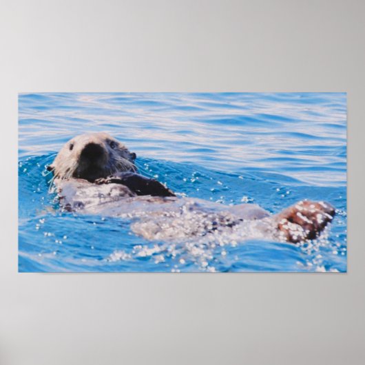 Sea Otter Poster (Vorne)