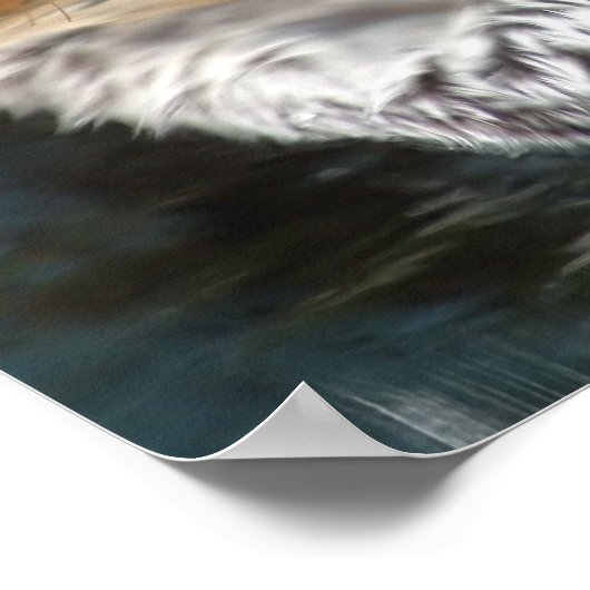 Sea Otter Poster Print (Ecke)