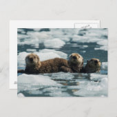 Sea Otter Postkarte (Vorne/Hinten)