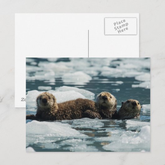 Sea Otter Postkarte (Vorne/Hinten)
