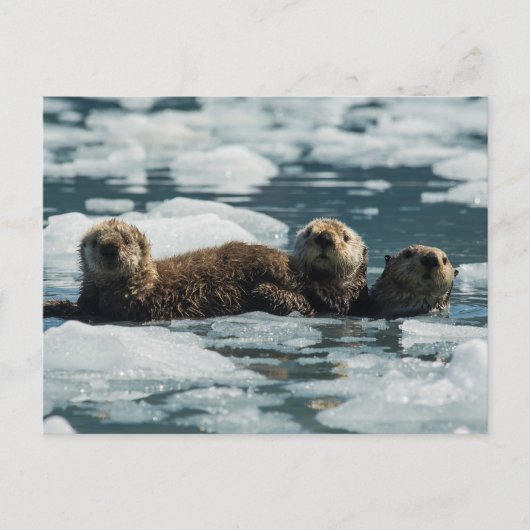 Sea Otter Postkarte (Vorderseite)