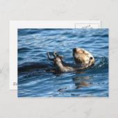 Sea Otter Postkarte (Vorne/Hinten)