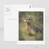 Sea Otter Postkarten (Vorne/Hinten)