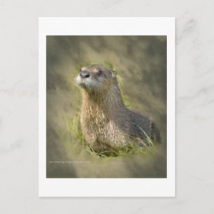 Sea Otter Postkarten
