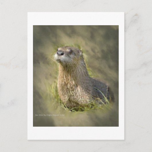 Sea Otter Postkarten (Vorderseite)