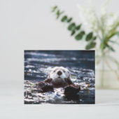 Sea Otter Schwimmen Postkarte (Stehend Vorderseite)
