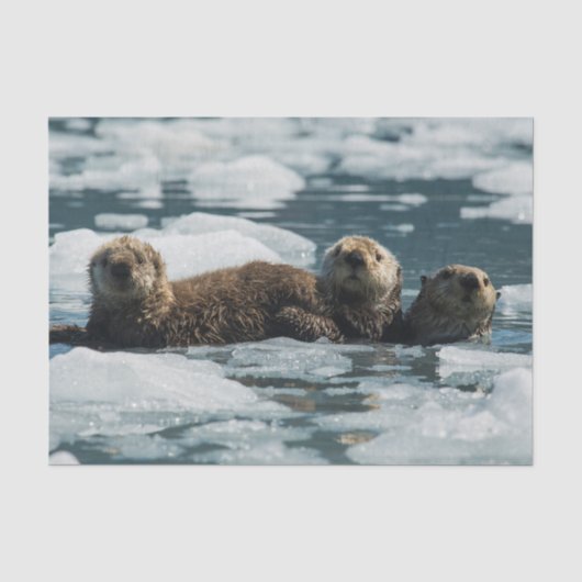 Sea Otter Seidenpapier (Vorderseite)