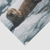 Sea Otter Seidenpapier (Ausschnitt)